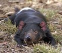 tasmanian devil resting