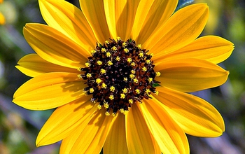 East Coast dune sunflower or beach sunflower.