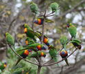 rainbow lorikeets in a tree