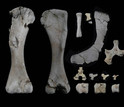  skeleton bones of the baby Rapetosaurus, including several vertebrae from the hip and tail.