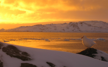 A Snowy Sheathbill and a spectacular sunset near Palmer Station, Antarctica