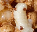 Varroa on brood