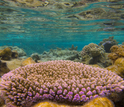 NSF Dimensions of Biodiversity scientists will look at coral reef ecosystems around the world.