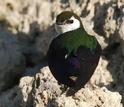 Violet-green swallow