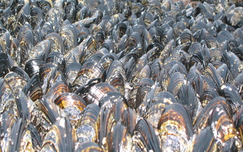 mussels