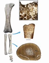 CT scans and bones of Rapetosaurus