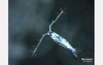 A microscopic photo of a copepod.