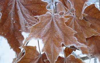 dead maple leaves on the forest floor.