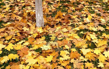 sugar maple leaf litter.