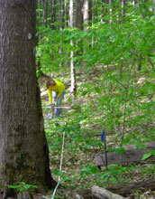 Photo of a scientist sampling atmospheric nitrogen deposition from acid rain on the forest floor.