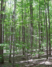 a sugar maple forest.