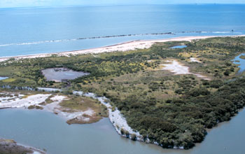 Organisms in estuaries, where rivers meet the seas, are affected by ocean acidification.