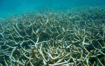 Photo of bleached Acropora coral.