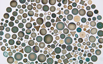diatoms, marine phytoplankton