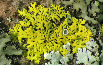 lichens on tree bark in Indiana.