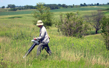 entomologist Chris Dietrich vacuming for insects in tallgrass prairie.