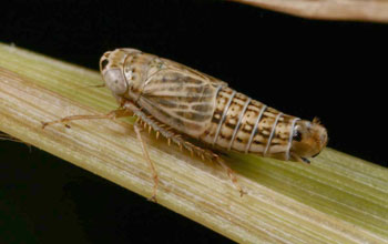 a flightless leafhopper found in prairies that is listed as endangered in Illinois.