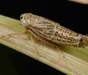 a flightless leafhopper found in prairies that is listed as endangered in Illinois.