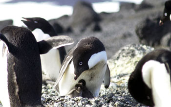 Adelie penguin and chicks