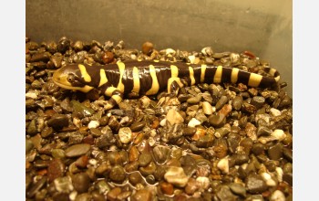 Adult Barred Tiger Salamander.