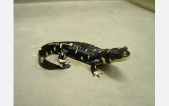 Adult California Tiger Salamander.