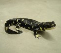 Adult California Tiger Salamander.