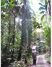 Photo of Delphine Farmer estimating the size of the leaves.