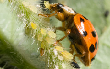 a ladybeetle.