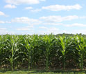 a field of corn.