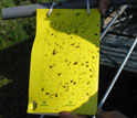 sticky paper used to sample insects.