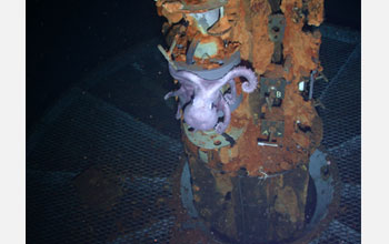 Photo of life around a deep sea hydrothermal vent.