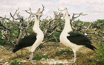 Photo of 2 albatrosses