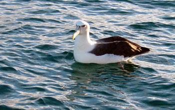 A black-browed albatross in New Zealand