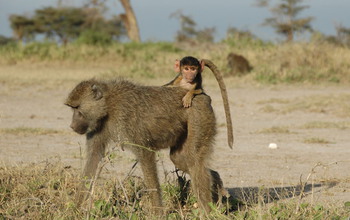 A four-month-old infant baboon rides on its mother's back in Amboseli, Kenya.