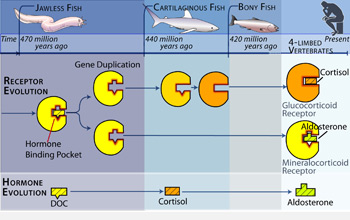 Scientists recently demonstrated the evolution of two specific hormonal regulation systems.