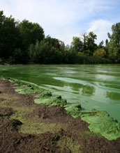 Photo of the Lake Erie shore with algae bloom in 2011