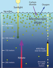 Illustration showing how algae in surface waters depends on deep water nitrate.