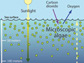 Illustration showing how algae in surface waters depends on deep water nitrate.