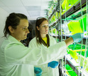 Two women in a lab with algal samples