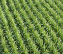 Green corn plants at the KBS LTER site