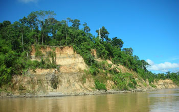 Photo of a river bluff which is used as a sampling location, in the Peruvian Amazon.