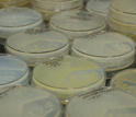 Photo of petri dishes containing bacteria harvested from amoebae.