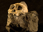 Photo of skeletal parts of two-million-year-old Australopithicus sediba, southern ape.
