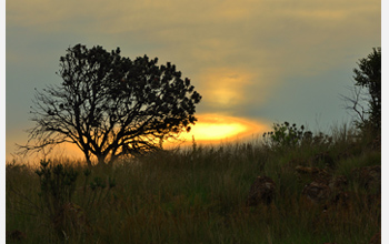 Hill slopes surrounding the newly discovered Malapa site in South Africa.