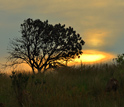 Hill slopes surrounding the newly discovered Malapa site in South Africa.