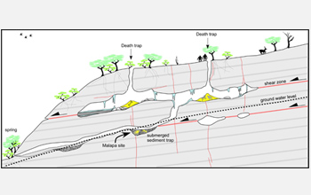 Illustration showing how Austalopithecus sediba may have fallen into a geologic death trap.