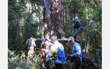 Photo of researchers taking a tree core from Fokienia tree in Vietnam.