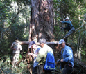 Photo of researchers taking a tree core from Fokienia tree in Vietnam.