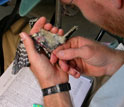 Scientist Marm Kilpatrick taking a blood sample from a downy woodpecker