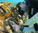 Researcher study Caribbean coral reefs